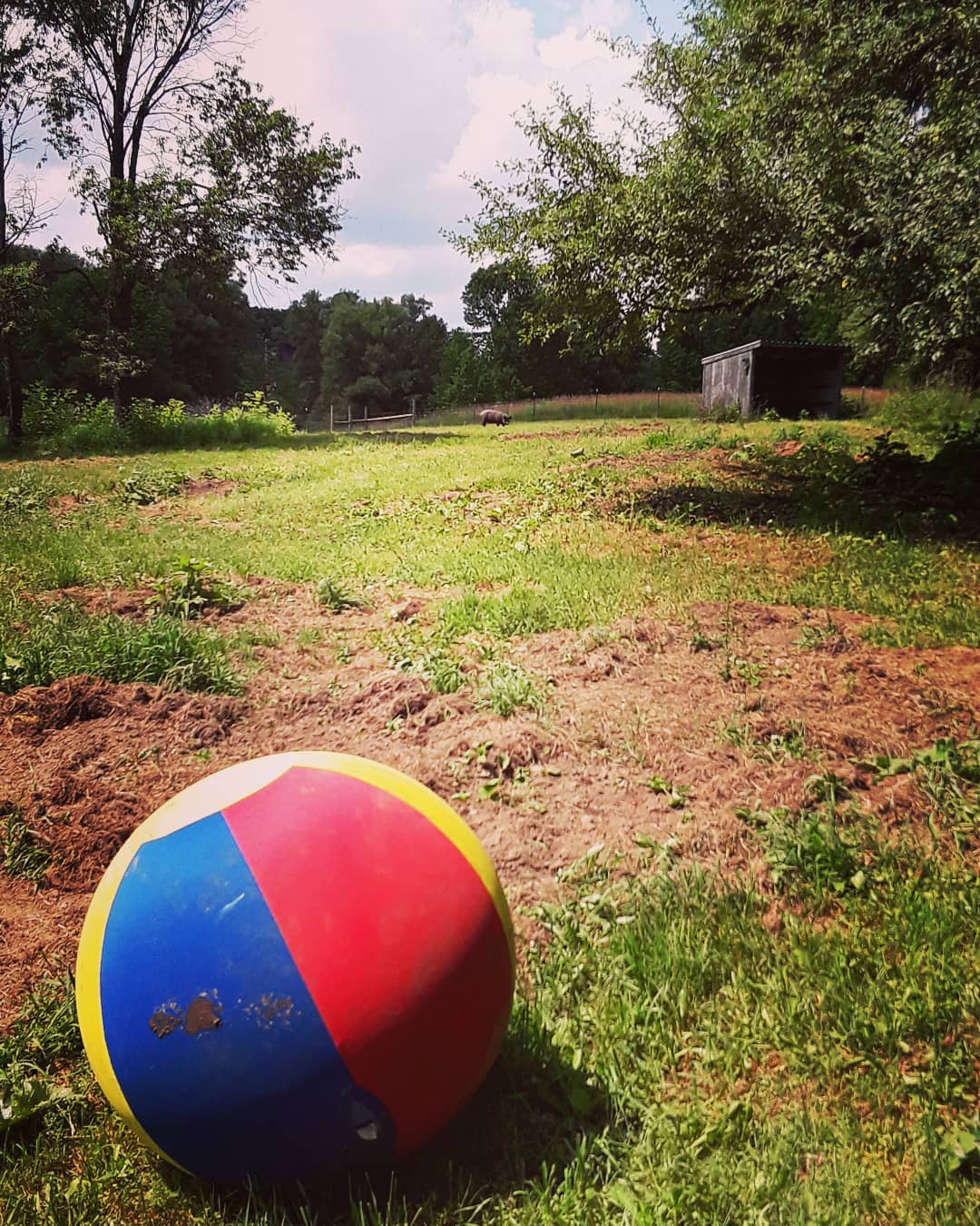 A ball in a field