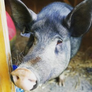Donation page Sprout the pig